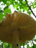 Amanita brunnescens image