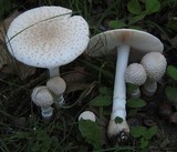 Amanita velatipes image