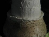 Amanita velatipes image