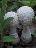 Amanita velatipes image