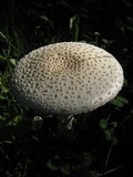 Amanita velatipes image