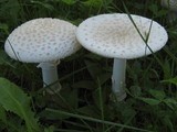 Amanita velatipes image