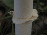 Amanita velatipes image