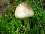 Amanita brunnescens image