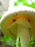 Amanita brunnescens image