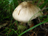 Amanita brunnescens image