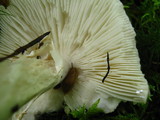 Amanita brunnescens image