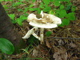 Amanita brunnescens image