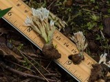 Clavulina rugosa image
