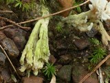 Clavulina rugosa image
