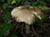 Amanita brunnescens image