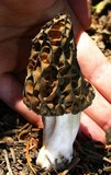 Morchella snyderi image