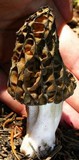 Morchella snyderi image