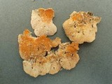 Hypomyces aurantius image