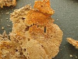 Hypomyces aurantius image