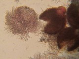 Hypomyces aurantius image