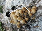 Coprinellus radians image