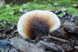 Lentinellus ursinus image