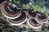 Nigroporus vinosus image