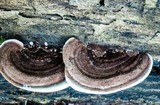 Nigroporus vinosus image