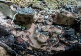 Nigroporus vinosus image