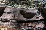 Nigroporus vinosus image
