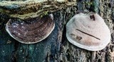 Nigroporus vinosus image