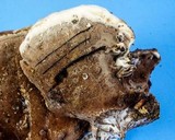 Nigroporus vinosus image