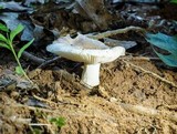 Russula crustosa image