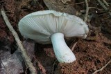 Russula crustosa image