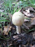 Agaricus auricolor image