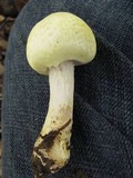 Agaricus auricolor image