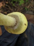 Agaricus auricolor image