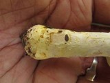 Agaricus auricolor image
