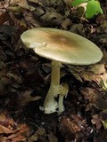 Amanita brunnescens image
