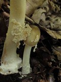 Amanita brunnescens image