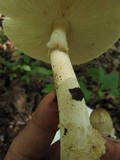 Amanita brunnescens image