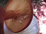 Lactarius corrugis image