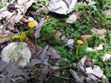 Cantharellus minor image