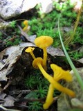 Cantharellus minor image