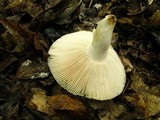 Russula parvovirescens image