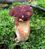 Xanthoconium purpureum image