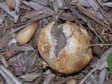 Scleroderma areolatum image