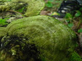 Trametes gibbosa image