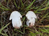 Amanita flavorubens image