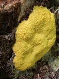 Fuligo septica image