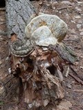 Fomitopsis ochracea image