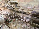 Lycogala epidendrum image