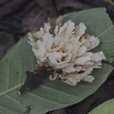 Hydnopolyporus fimbriatus image