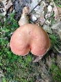 Xanthoconium purpureum image